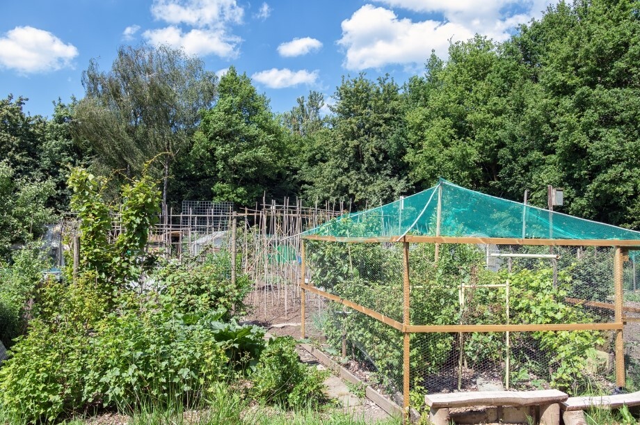 A vegetable garden with multiple beds protected by a netting held up by wooden dowels