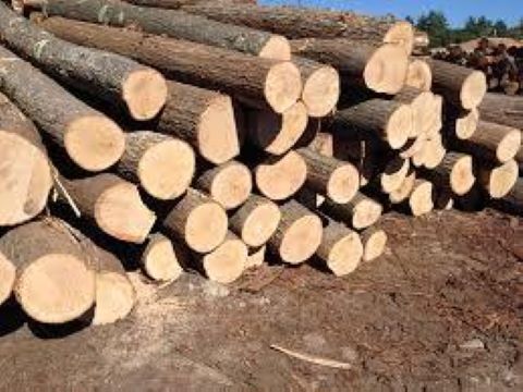 A stack of logs