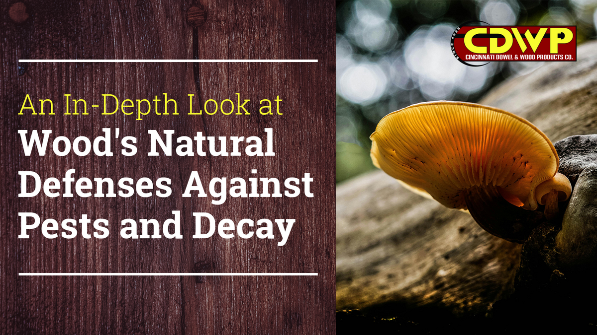 An In-Depth Look at Wood's Natural Defenses Against Pests and Decay